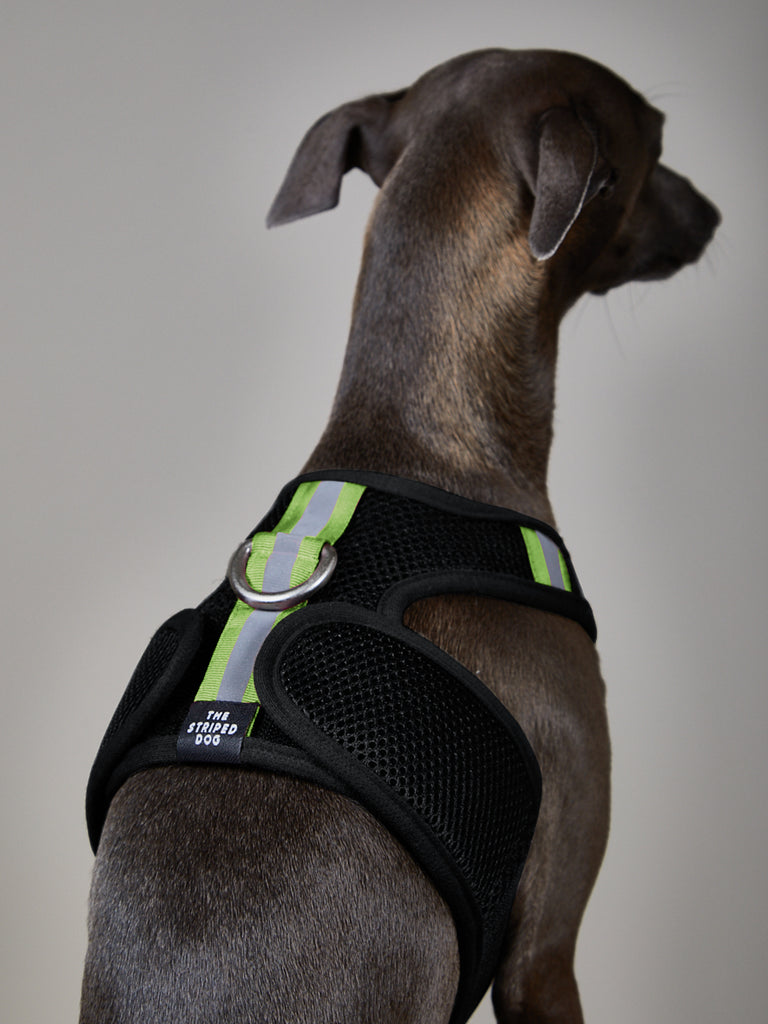Italian Greyhound / Whippet Black Neoprene Harness with Reflective Neon Stripe CHROMA