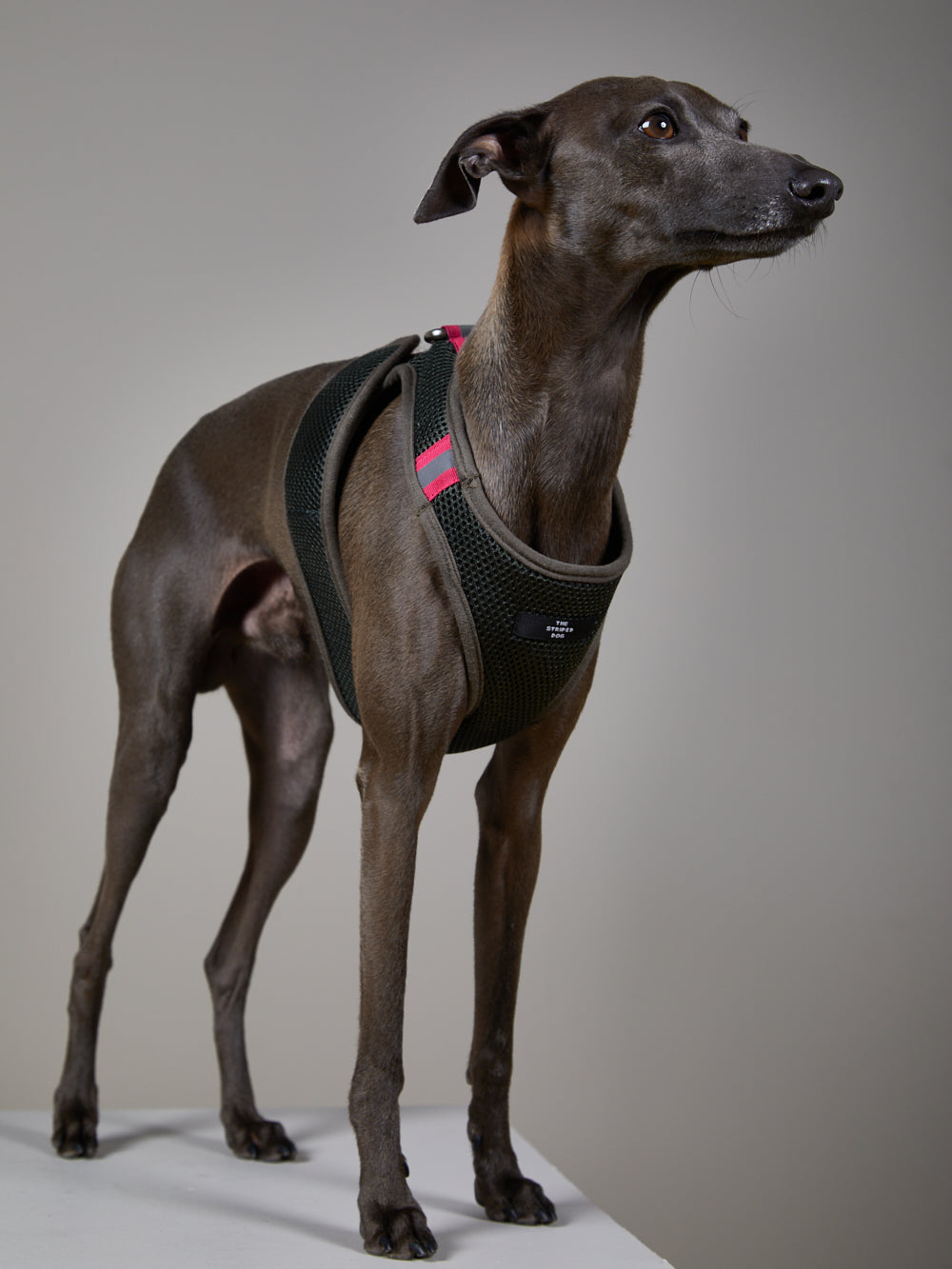 Italian Greyhound Whippet List Of Sighthounds Sighthound Greyhound
