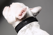 ST MARKS Collar