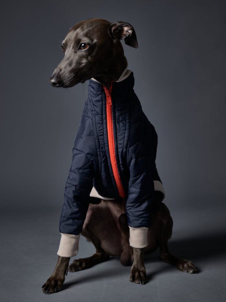 Italian Greyhound / Whippet Blue Waterproof Bomber Jacket with Zipper STAR