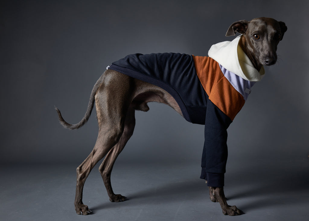 Italian Greyhound / Whippet Color-Blocked Hoodie HOLLYWOOD