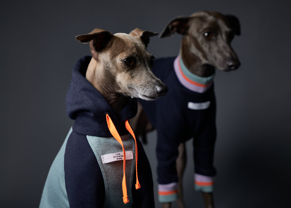 Italian Greyhound / Whippet Multicolored Hoodie BEACH