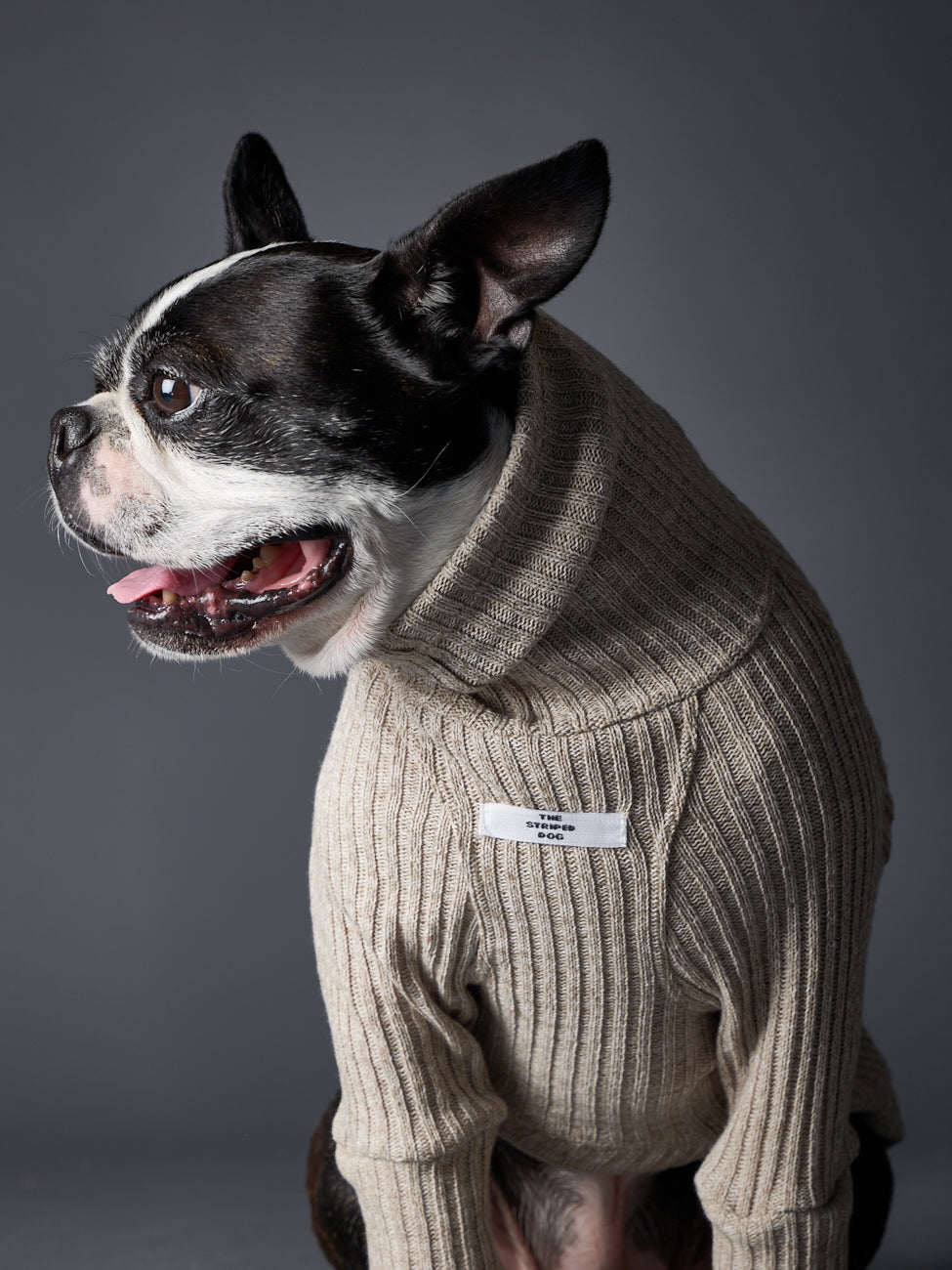 Sand Turtleneck Sweater for Dogs – The Striped Dog