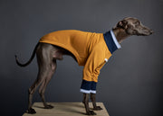 Italian Greyhound / Whippet Mustard Sweater with Striped Neckline and Cuffs CARSON