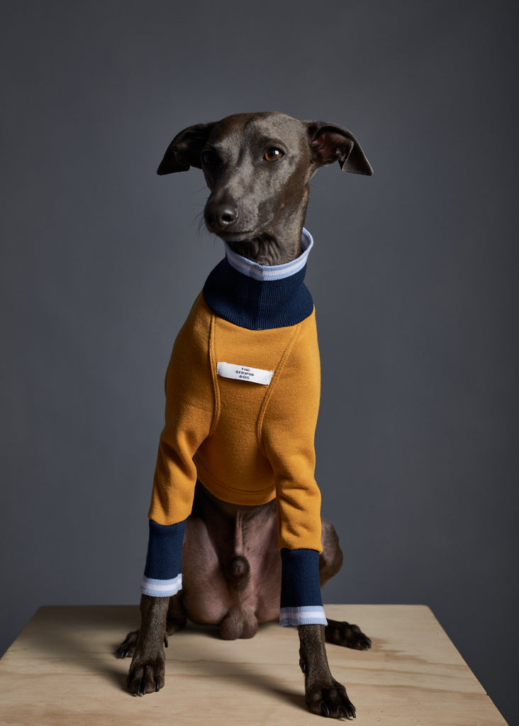 Italian Greyhound / Whippet Mustard Sweater with Striped Neckline and Cuffs CARSON