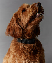 ST MARKS Collar