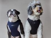 Neoprene Harness with Neon and Reflective Stripe LOXFORD