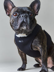 Neoprene Harness with Neon and Reflective Stripe LOXFORD