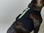 Neoprene Harness with Neon and Reflective Stripe LOXFORD